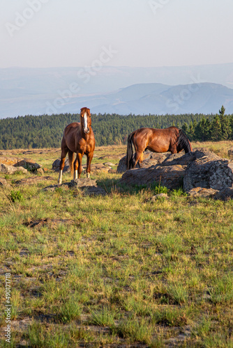 Wild horses in Kaapschehoop, in Mpumalanga province of South Africa. photo