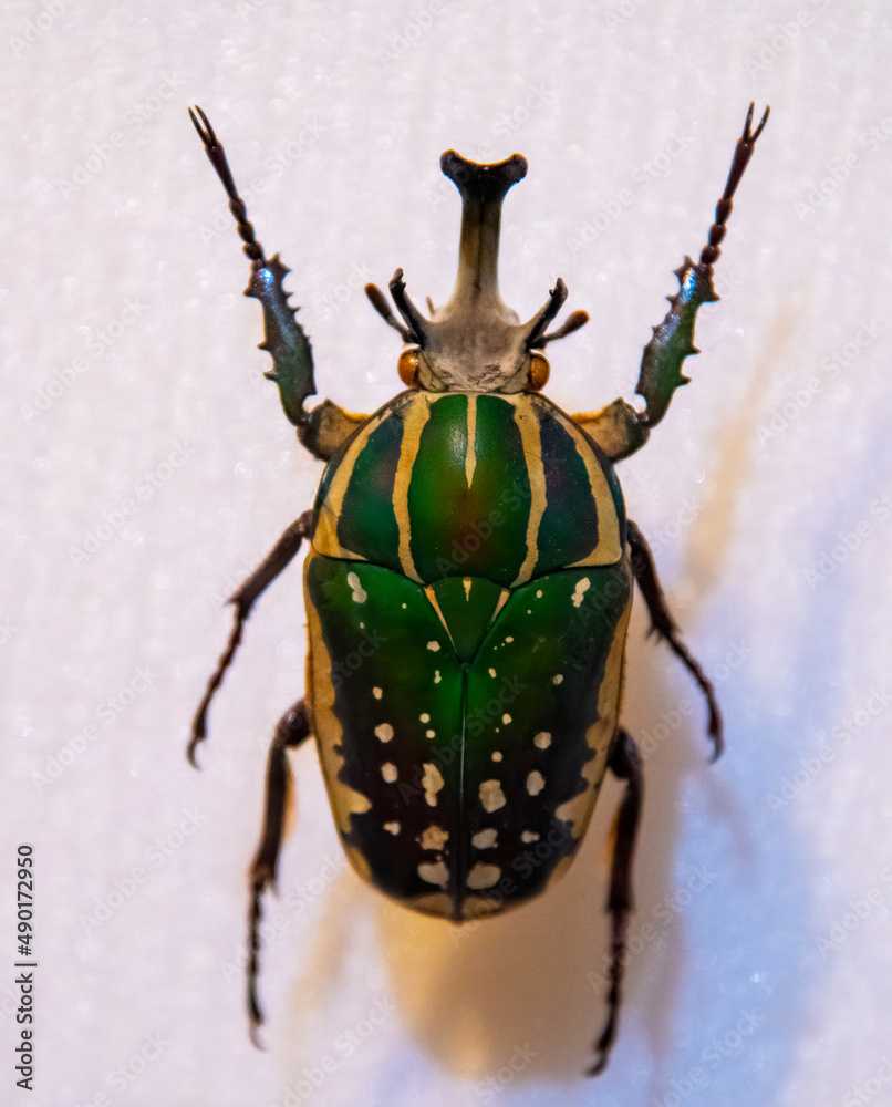 Fototapeta premium beetle
