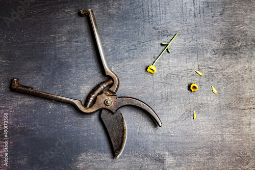 Top view of old rusty Pruning shears and small yellow flower and petals on the table