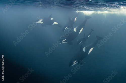 Killer whales swimming in the ocean