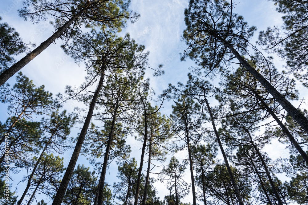 Fototapeta premium Pine trees forest view