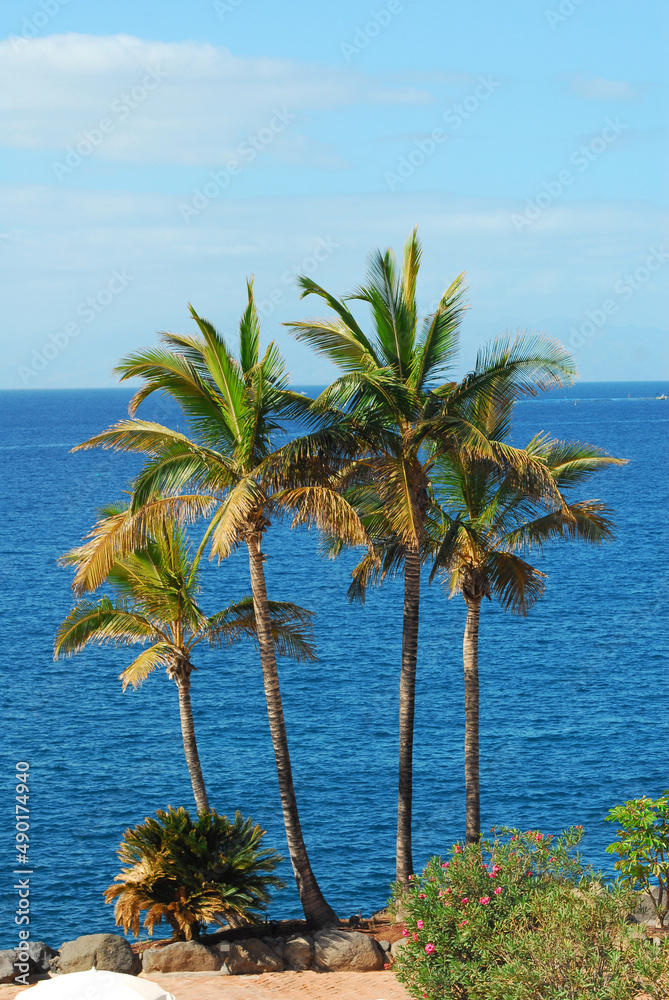 ocean view with palm trees