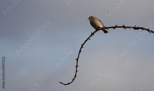 Female house sparrow perched on a bramble photo
