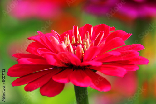 Close-up of a pink zinnia flower in a beautiful garden with shiny warm colours in soft-focus in the background