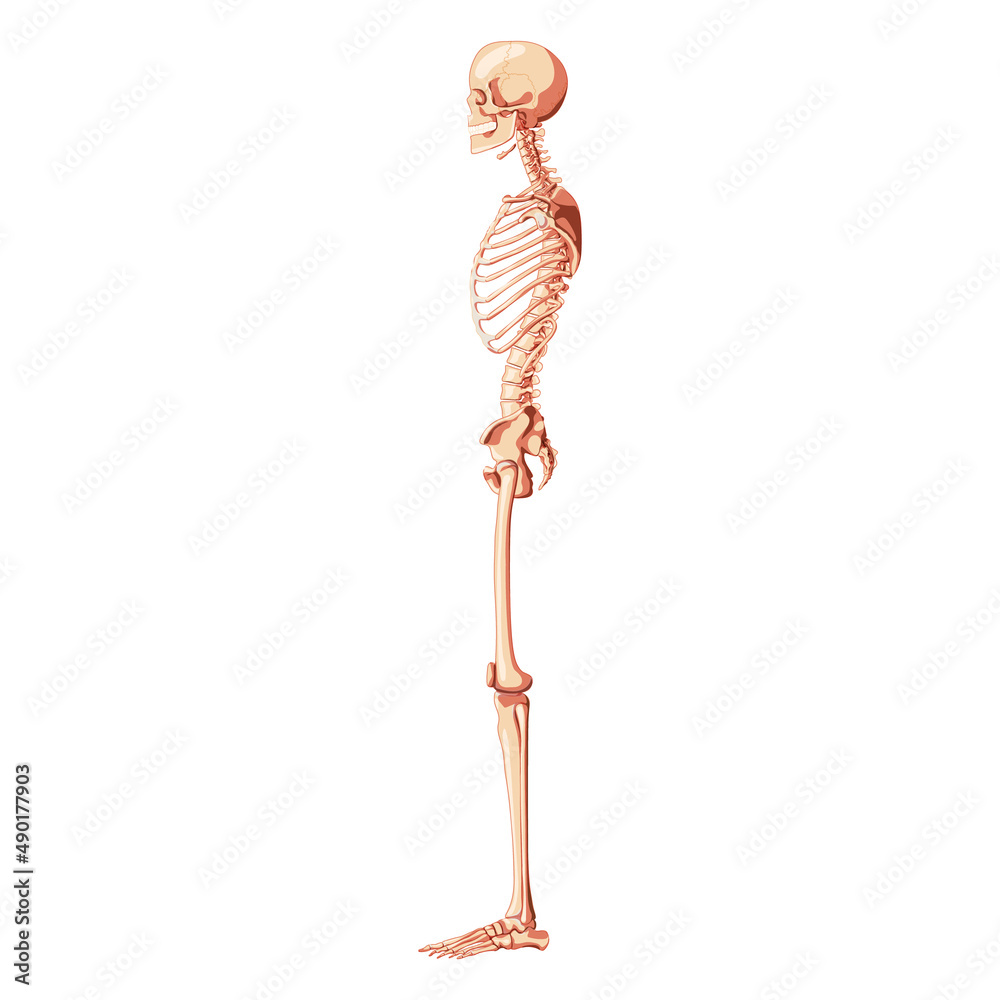 Skeleton Human dorsal side view with armless pose. Realistic medical flat natural color concept Vector illustration didactic board of anatomy isolated on white background for books, site, presentation Skeleton Human dorsal side view with armless pose. Realistic medical flat natural color concept Vector illustration didactic board of anatomy isolated on white background for books, site, presentation