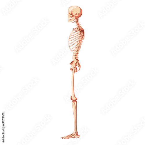 Skeleton Human dorsal side view with armless pose. Realistic medical flat natural color concept Vector illustration didactic board of anatomy isolated on white background for books, site, presentation