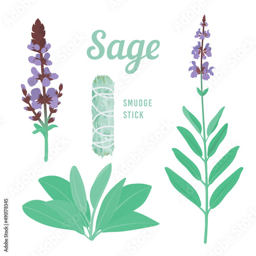 Sage or Salvia herb with purple flowers. Smudge stick. Vector illustration. Botanical design elements.