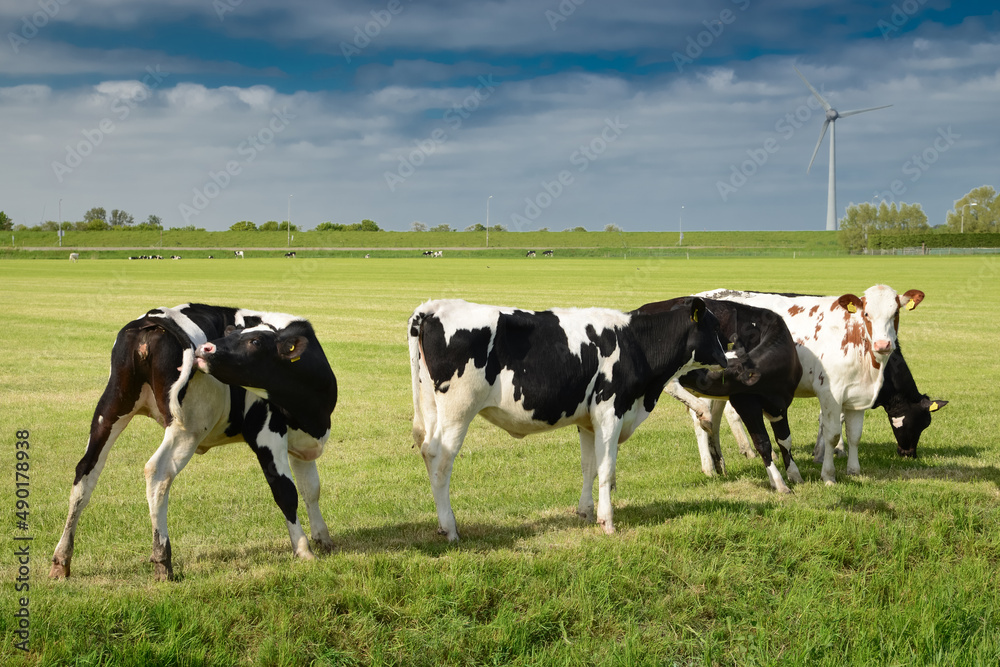 Cows on pasture in Holland, species appropriate animal husbandry in the Netherlands, farmland meadow