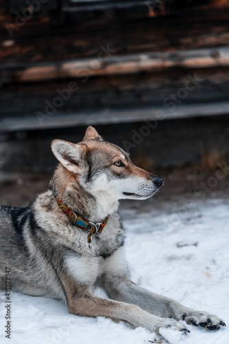 Vertical shot of a saarloos wolfdog in winter photo