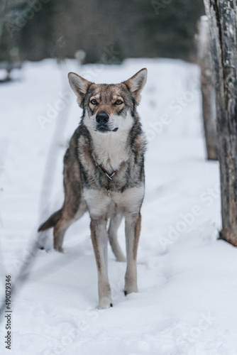 Vertical shot of a saarloos wolfdog in winter photo