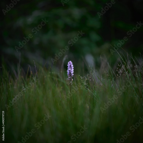 Selective focus shot of common spotted orchid (dactylorhiza fuchsii) photo