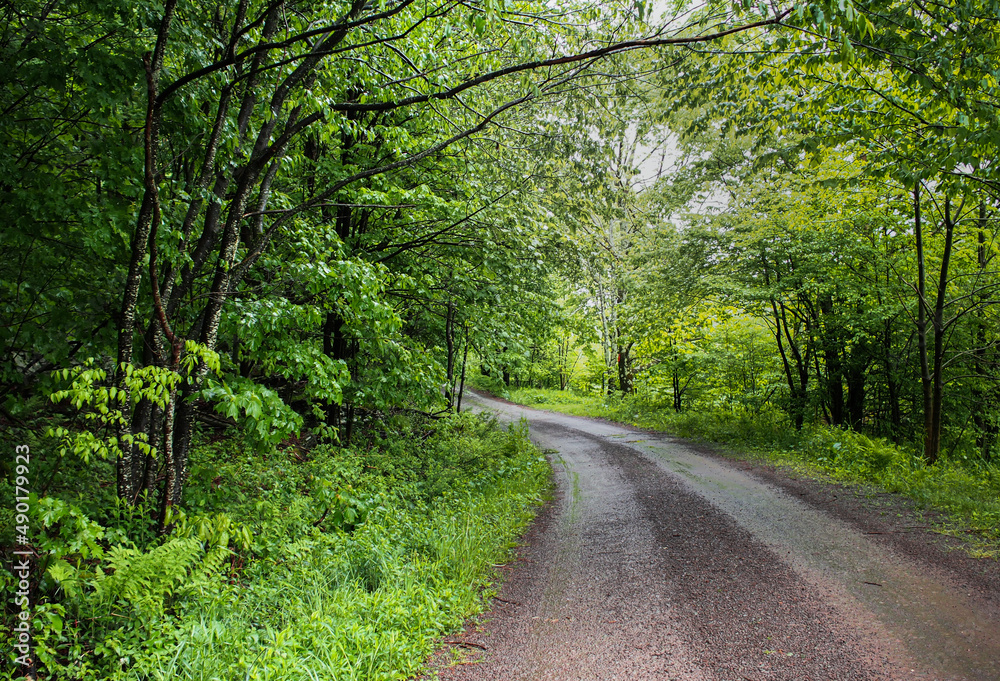 Fototapeta premium Dirt country road curving into the forest, after a rain. Catskills, New York State, US.