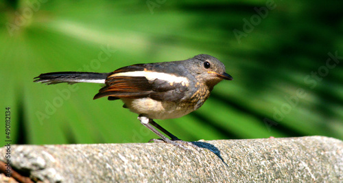Soft focus of a juvenile oriental magpie robin perched on wood against blurry greenery photo