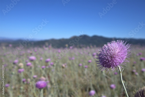 Closeup shot of a purple Carduus flower in the field photo