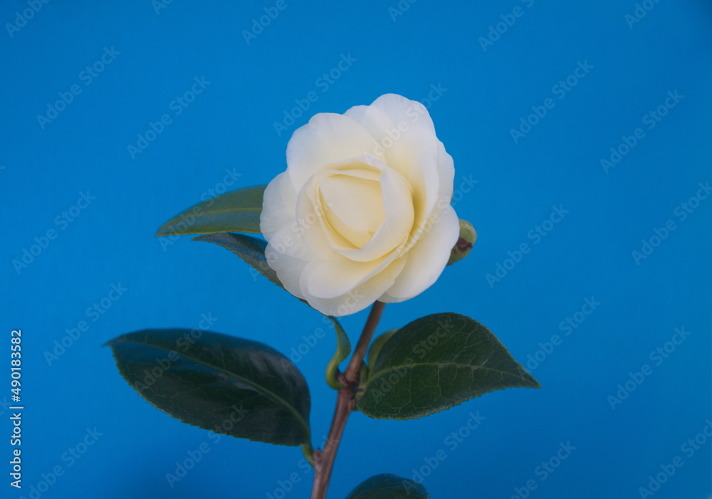 Blossom of camelia japonica, Dahlonega variety, japanese camellia on blue background Blossom of camelia japonica, Dahlonega variety, japanese camellia on blue background