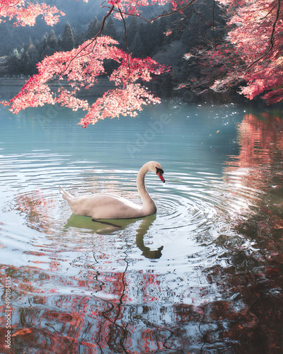 Fototapeta Naklejka Na Ścianę i Meble -  Vertical shot of a swan swimming in the lake in Japan.