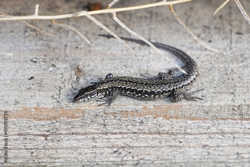 Closeup of a lizard on a stone