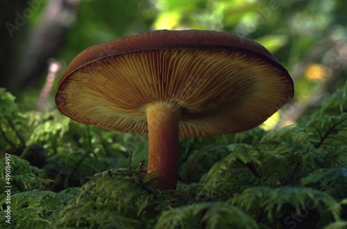 Some of these mushrooms, which grow in various colors, are poisonous.