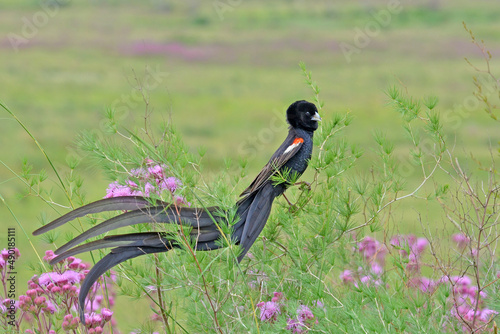 Long-tailed Widowbird male on pom-poms at Rietvlei Nature Reserve, Pretoria, South Africa photo