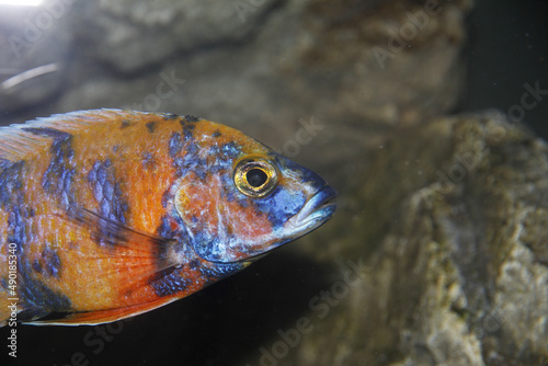 Closeup of the Labidochromis sp. 
