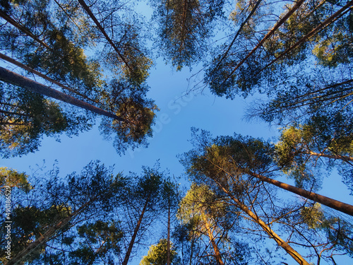 Low angle of trees with clear sky background