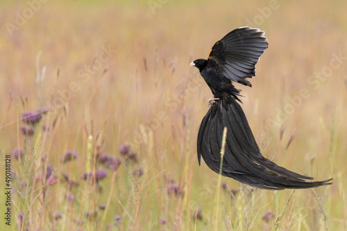 Long-tailed widowbird photo