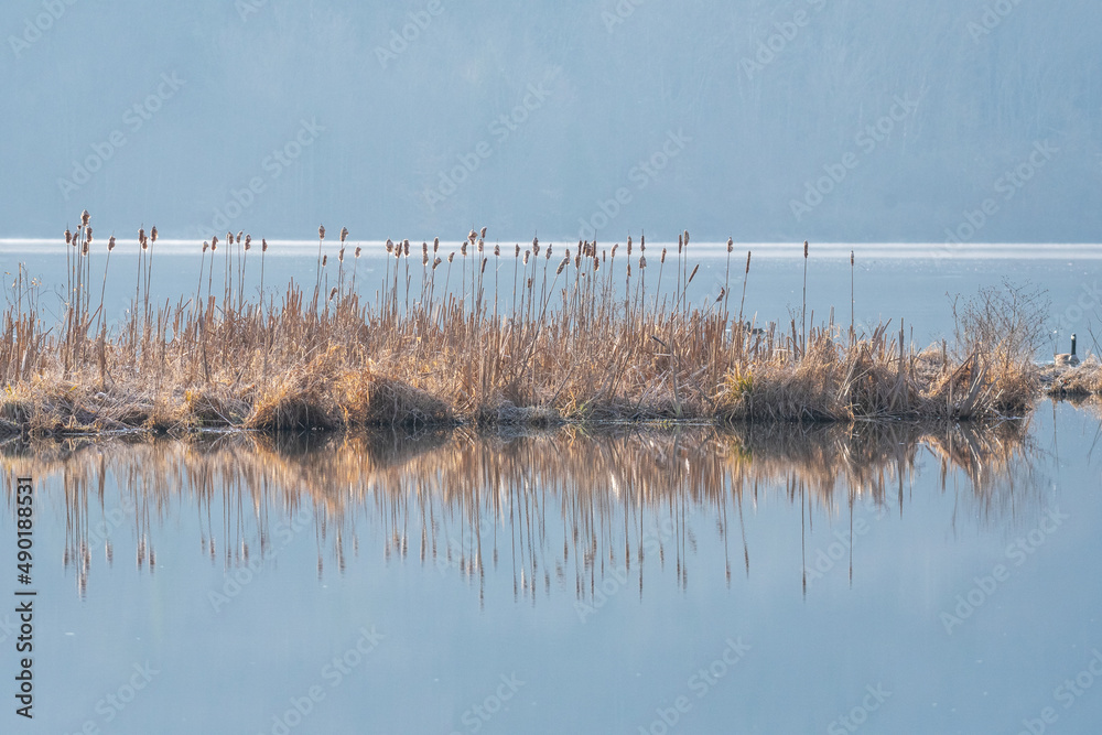 reeds in the water
