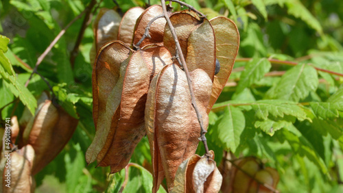 Branch with dry fruits of Koelreuteria paniculata. photo