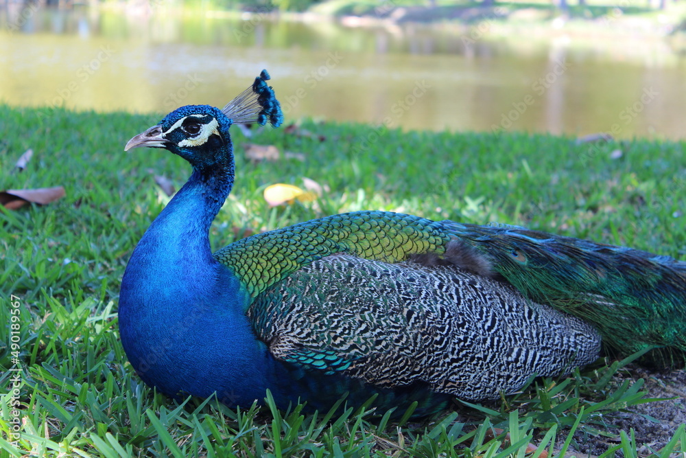 Obraz premium Close up of blue peacock in the grass during the day.