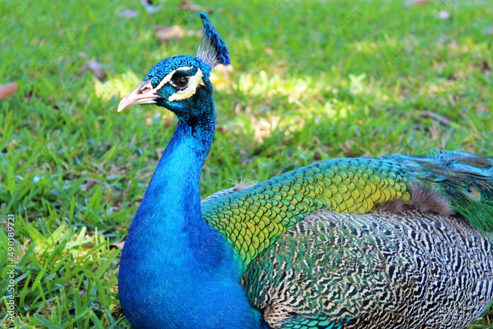 Obraz premium Close up of blue peacock in the grass during the day. 