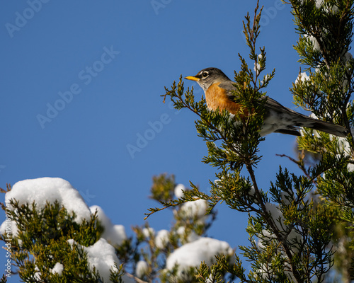 American robin perched on a snowy cedar branch in Dover, Tennessee, the USA photo