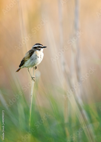 Selective focus of a whinchat bird perched on a dry plant photo