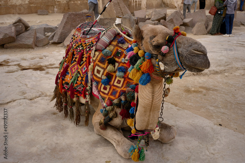 Canvastavla Closeup of a camel with a colorful saddle