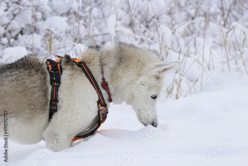 White and gray Husky searching for animals in the snow-capped forest. Canada photo