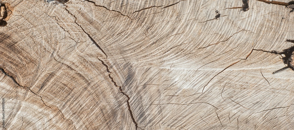 Fototapeta premium Real wood texture background, top view wooden plank panel