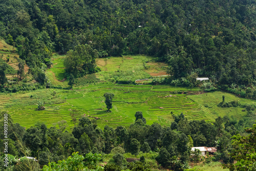 Terraced fields in tropical valey photo