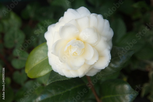 Blossom of camelia japonica, Dahlonega variety, japanese camellia in bloom photo