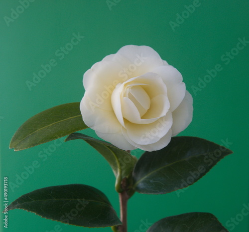 Blossom of camelia japonica, Dahlonega variety, japanese camellia on  emerald green background photo