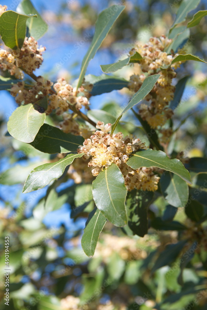 Blossom of Laurus nobilis plant, Laurus azorica, aromatic and medicinal plant Blossom of Laurus nobilis plant, Laurus azorica, aromatic and medicinal plant
