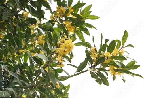 Blossom  of  Laurus nobilis plant, Laurus azorica, aromatic and medicinal plant, on white background photo