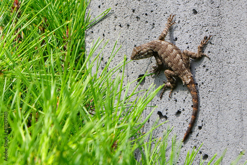 Closeup of a lizard on a wall in a field
