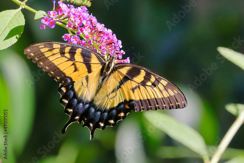 Beautiful shot of a swallowtail butterfly on a flower in a park photo