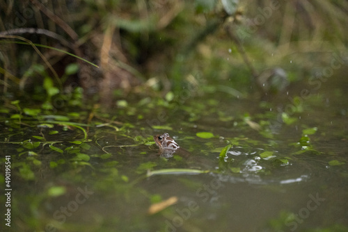 little frog swimming in a pond with the head out of the water photo