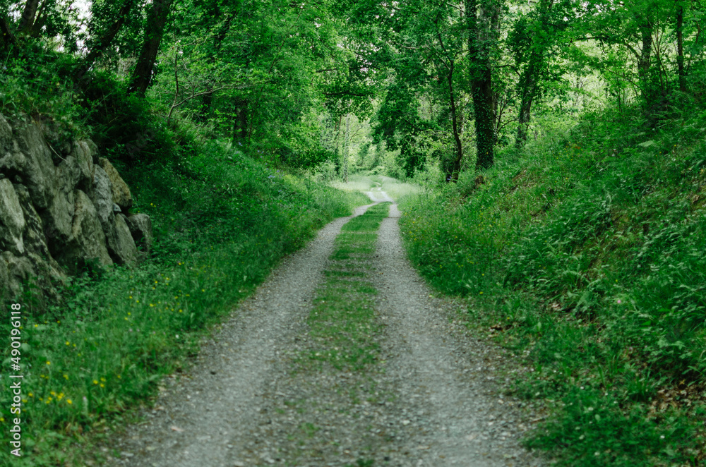 Green mountains landscape with old dirt road overgrown with grasses and flowers to forest edge on hill Green mountains landscape with old dirt road overgrown with grasses and flowers to forest edge on hill
