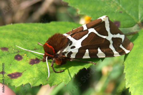 Closeup on the colorful Garden tiger moth, Arctia caja, sitting on a green leaf photo