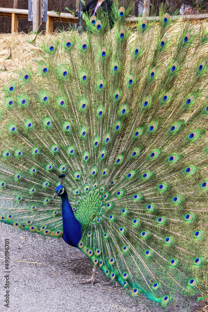 Vertical shot of a peacock with its beautiful tail open Stock Photo ...