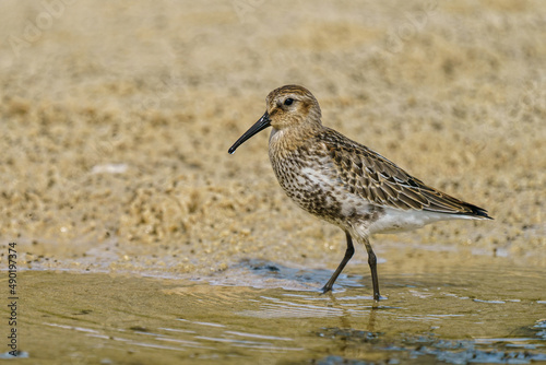 Closeup of a stint walking on the coastine