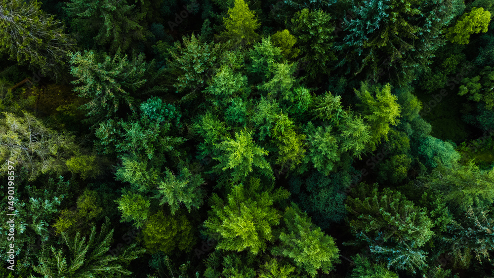 Aerial shot of trees with green foliage on a summer day in the forest around Loch Lomond - obrazy, fototapety, plakaty 