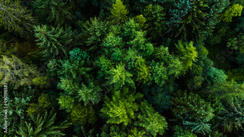 Fotografia Aerial shot of trees with green foliage on a summer day in the forest around Loc