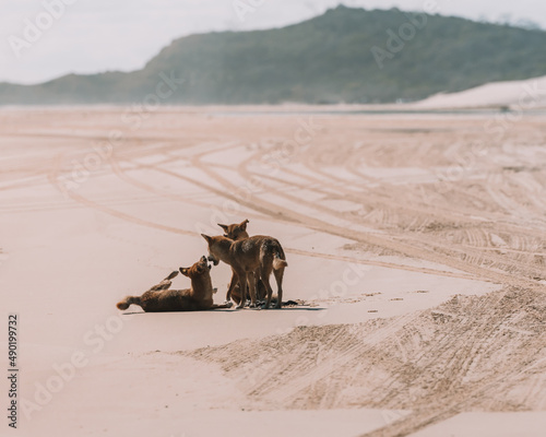 Photography View of a dingo do playing with two baby dingo on a sand ground on a sunny day